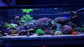 EZ550reef update  april 2020