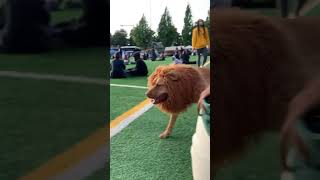 Funny dog looks like Lion