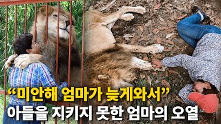 서커스단에서 구한 아기 사자 17년간 키웠던 한 여성..강제 이별 3년만 재회의 순간 오열했다...