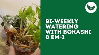 Bi-weekly Watering with Bokashi and EM-1 Microbial Inoculant