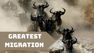 The World's Greatest Migration You Might Want to Know