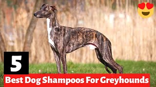 5 Best Dog Shampoos For Greyhounds