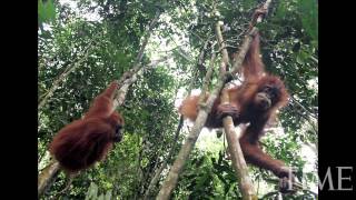 Indonesia Punishes Wildlife Traffickers