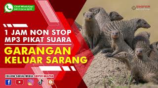 SUARA RATUSAN GARANGAN SAWAH KUMPUL