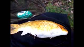 Koi Carp Fishing - Milton Keynes Lodge Lake