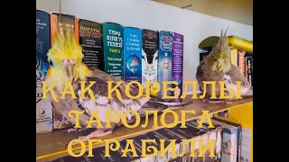 Как кореллы таролога ограбили