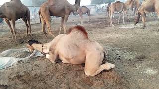 Beautyful White camel Eating grass