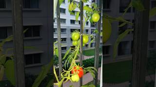 My balcony garden #nimshaskitchen #balconygarden #onionharvest