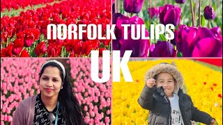 Millions of tulips|Norfolk tulip farm🌷Uk’s largest tulip field🌷🌷27April-08May..Tulips tapping2k23