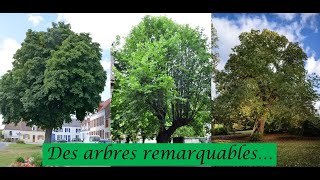 Les arbres remarquables de notre région