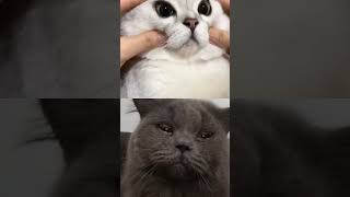 Funny cats 🤣🤣🤣#cat #love#respect#viralshort#viralvideo#viralreels#viralvideos