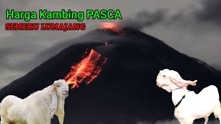 HARGA KAMBING PASCA ERUPSI SEMERU LUMAJANG