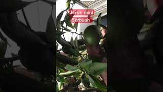 Jeruk mini berbuah lebat di musim kemarau