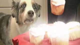 Dramatic Cupcake Dog   Revelation