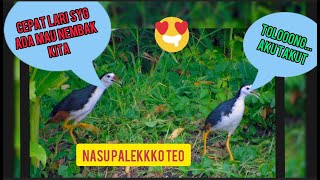 RUAK RUAK ENAK || NASU PALEKKO TEO