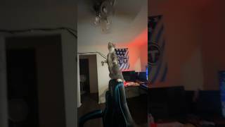 MY KITTEN ALMOST FELL TRYING TO ATTACK THE CEILING FAN