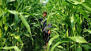 benih jagung simetal 321