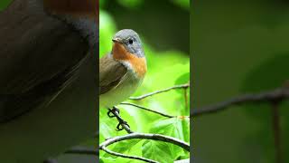 Amazing  Birds #birds #birdslover #new #nature #viralvideo #video #viralshorts #vlog