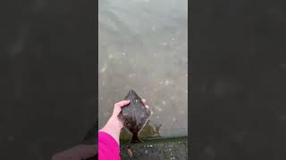 Releasing a Rare River Itchen Flounder!