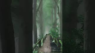 Rain on a Forest Bridge 🌿 Feel the Tranquil Vibes of Nature’s Symphony 🍃