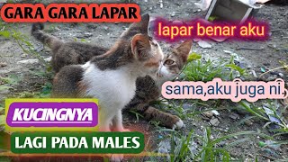 KUCINGKU LAGI PADA NGAMBEK,, LAPAR BERAT.