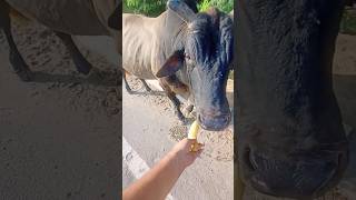 💞feeding 🥰 banana 🌿to cow🫂 happiness 🌱#shorts💗 Ranjeet Maurya 🌺