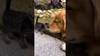 dog takes care of the little kitten #dog #cat #cats #love #animallover