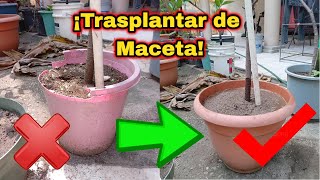 ¿Como Trasplantar una PLANTA GRANDE de una MACETA a OTRA?