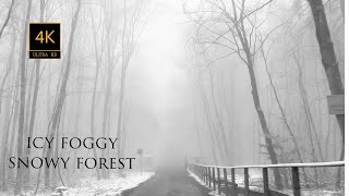 VIRTUAL DRIVE THROUGH FOGGY FOREST | RELAXING AMBIENCE | FOREST DRIVE | DRIVE FOG | snow driving car