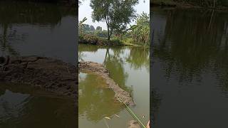 Spot liarr, menyelamatkan ikan tenggelam #shorts #shortvideo #fishing #mancing #fyp