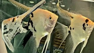 Long Fin Angelfish and Long Veil Angelfish - Most beautiful freshwater angelfish breeding