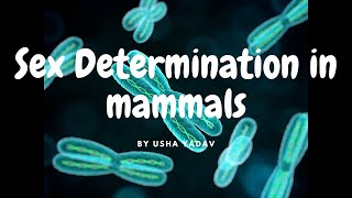 Sex Determination in Mammals || #BioLog #genetics