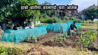 हाम्रो बारीमा चरा आतंक | Allotment gardening vlog | Protecting plants from birds | Nepali Family UK