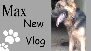 Max new vlog || German shepherd || Double Coat || #viral #trending