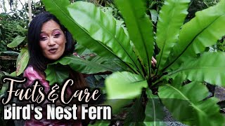 ALL ABOUT THE BIRD'S NEST FERN - Facts & Care of Asplenium Nidus, Tropical Foliage Plant, Houseplant