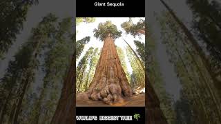 Biggest tree of the world|sab se bada drakht #biggesttree #worldfact #information #viral