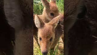 'Vampire' deer are hand-reared at Whipsnade Zoo