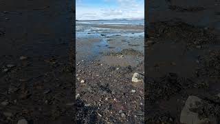 🌊 Low tide in Blackness cove 🏴󠁧󠁢󠁳󠁣󠁴󠁿  #outlander #mudlarking #couplesgoals #sunnyday