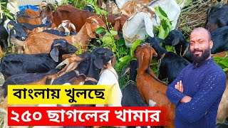 বাংলায় খুলছে ২৫০ পিস খাসি ছাগলের খামার. হতে পারে বাংলার অন্যতম বড় খামার.