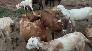 First Time Male Goat And Female Goat mating video|| Rajisthani Goat Mating Video full Details|mating