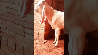 White Gold#goat #goatfarming #youtube #livestockloverskasur #yoytubeshorts #bakramandi #sahiwalbakra