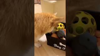 My Corgi: Not So Easy to Find My Fav Toy in This Toy Box!..🦊🧐🧸🗃️😂🥰