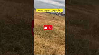 Kenya 🇰🇪 🦌 #youtubeshorts #shorts #ytshorts #kenya #deer