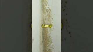 Don't let damp and mold put your health at risk!