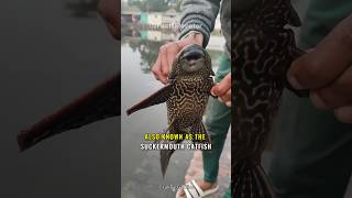 The Pleco: A Fish That Can Escape Death #shorts