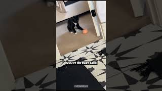 what happened 🤨 #funny #meme #cats #pets #viral #funnyvideo #catvideos #catlover #cat #catshorts