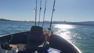 Bass boat on Havasu