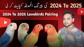 Lovebirds Pairings Complete | Love birds pairing | Love birds pairing tips | My vlog