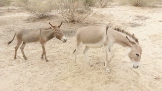 black donkey very smart and female donkey between good partnership 👍