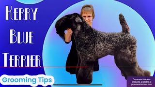 Kerry Blue Terrier Head Trimming Tutorial